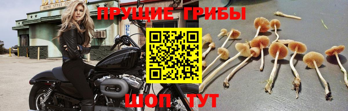 Псилоцибиновые грибы прущие грибы  Вход с VPN  Корсаков 